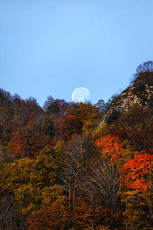 Vertical autumn landscape with orange leaf trees and the full moon in the background on a blue sky.の写真素材