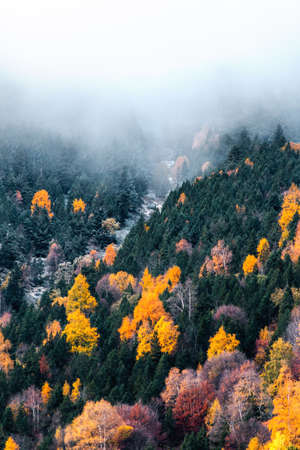 Vertical autumn landscape with fog and beautiful yellow, red and orange trees.の写真素材