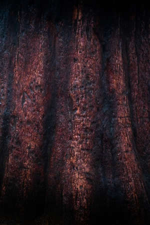 Background from the wood of a red sequoia tree. Texture of the bark of a large and old tree.