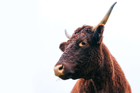 Portrait of a large beautiful bull, brown in color, standing on a white sky background. Cattle. A huge cow is grazing in a pasture.の写真素材