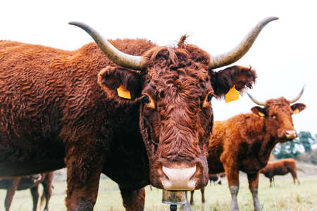 Calf face, selective focus. Funny portrait of brown cow standing in a field. A huge bull is grazing in a pasture.の写真素材