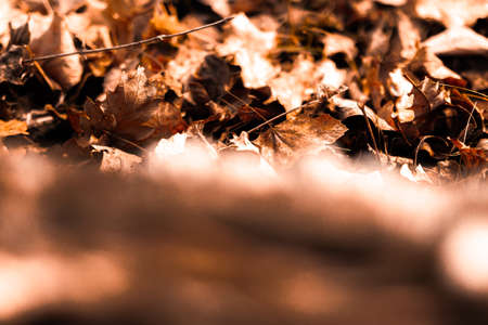 Autumn leaves composition. Beautiful orange autumn leaves as background. Fall leaf.の写真素材
