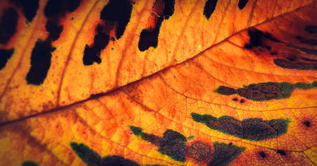 Detail of colorful autumn leaf. Macro background of orange fall leaf.の写真素材