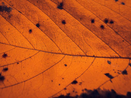 Detail of orange autumn leaf. Macro background of colorful fall leaf.