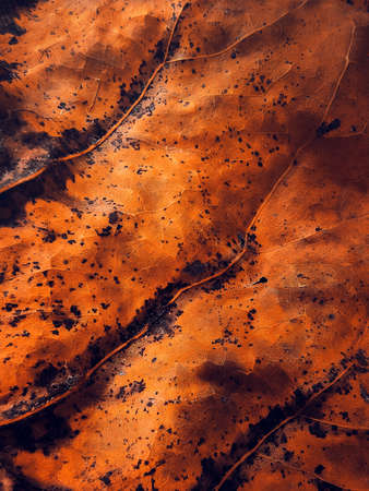 Detail of brown autumn leaf. Macro background of colorful fall leaf.