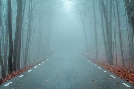 Asphalt road that goes through a misty dark tree forest. Autumn forest with fog. Fall trees with orange foliage. Landscape with woods, mountain road, colorful leaves, and mist. Magical foggy forest.の写真素材