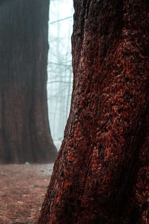 Detail of the trunk and texture of a large red sequoia. Montseny natural park, Osona, Valles, Barcelona, Girona, Catalonia, Spain.の写真素材