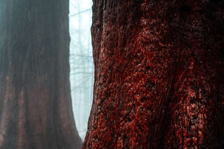 Detail of the trunk and texture of a large red sequoia. Montseny natural park, Osona, Valles, Barcelona, Girona, Catalonia, Spain.の写真素材