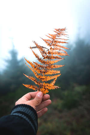 Traveler holding by hand an orange fern leaf with autumn colors. Travel and explore nature in the fall season.の写真素材