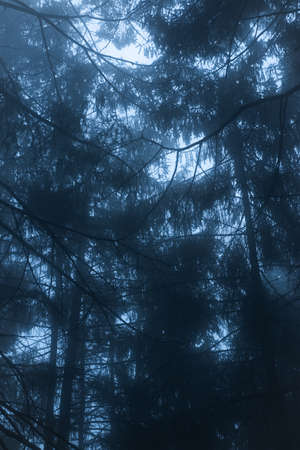 Night forest with fog and dark pines in blue hour. Mysterious and dark landscape inside the woods.の写真素材