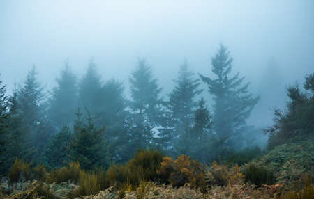 Landscape with fir trees, pines and ferns. Winter landscape with fog and copy space.の写真素材