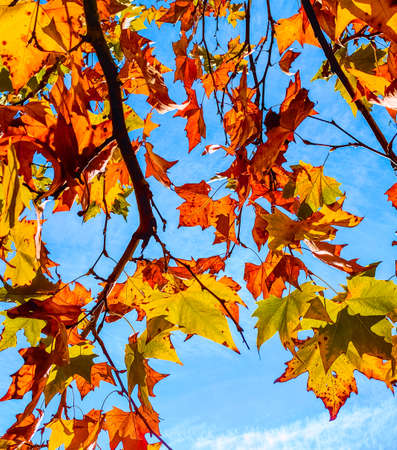 Beautiful autumn maple leaves tree with orange, yellow, red and brown colors in a sunny day wit blue sky. Vertical nature background in fall season.の写真素材