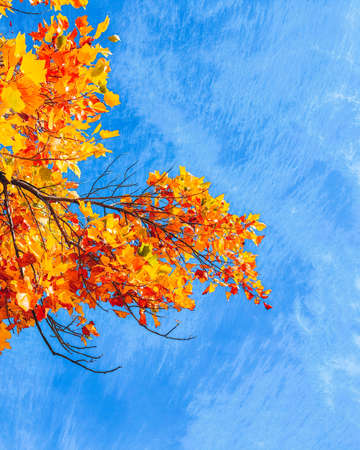 Beautiful tree with autumn leaves on a sunny day with the bright blue sky in the background. Maple tree with orange, red and yellow leaves. Fall season. Vertical.の写真素材