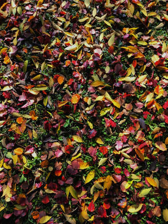 Background of fallen autumn leaves of different colors. Orange, red, yellow and green fall leaves on the park ground.の写真素材