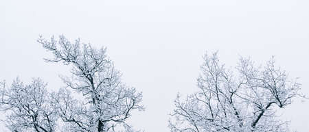 Winter christmas background with snowy trees. Snow covered tree branches. Panoramic snowy landscape. Postcard or christmas greeting with blank space for text and copyspace.の写真素材