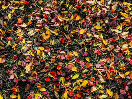 Background of fallen autumn leaves of different colors. Orange, red, yellow and green fall leaves on the park ground.の写真素材