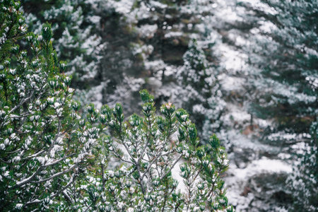 Winter landscape with christmas fir tree covered with snow. Snowy mountainous landscape in wintry cold season.の写真素材