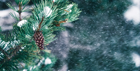 Christmas pine cone in a branch on a green fir tree with snow on natural defocused snowfall background. Christmas concept. Symbolic natural holiday element.の写真素材