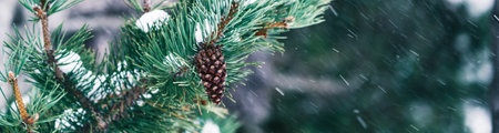 Christmas pine cone in a branch on a green fir tree with snow on natural defocused background. Panorama close-up detail of spruce. Christmas concept. Symbolic natural holiday element.の写真素材