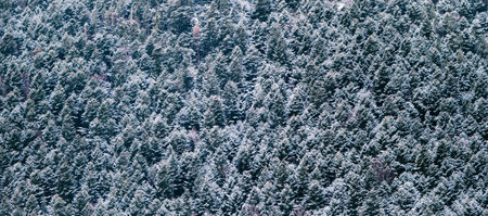 Snowfall in a forest with frozen frosty trees. Snowy winter landscape. Panoramic nature background.の写真素材