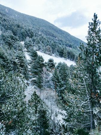 Winter landscape with snowy fir and pine trees. Christmas mountainous alpine panorama. Vacation, nature, wintry and cold concept.の写真素材