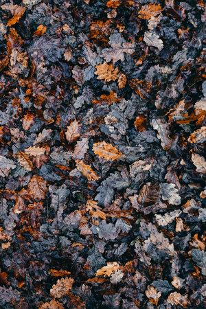 Texture of autumn oak leaves fallen on the ground. Vertical brown fall season background with orange leaves. Natural abstract background to use as a wallpaper or for your designs. Forest, nature.の写真素材