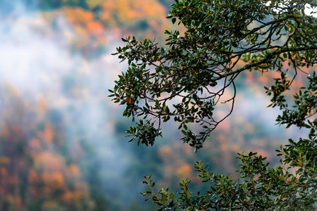 Green leaves branch tree close up in the forest. Defocused blurred autumn background with space for text - valley in fall with yellow and orange trees.の写真素材