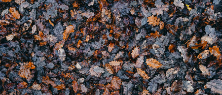 Texture of autumn oak leaves fallen on the ground. Brown fall season background with orange leaves. Natural abstract background to use as a wallpaper or for your designs. Forest, nature, park.の写真素材