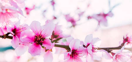 Cherry blossom in spring time fading in to white light. Dreamy pink blossoms. Blossom in full bloom. Close Up view, Shallow depth of field. Colorful flowering peach trees and fruit trees.の写真素材