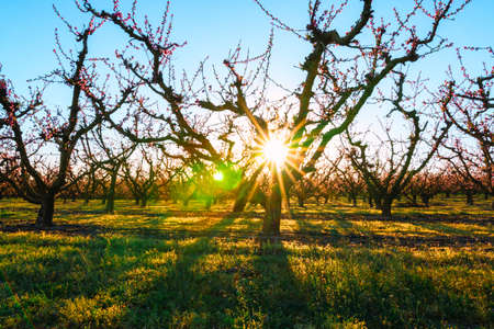 Field of colorful flowered fruit trees. Peach trees in spring with pink flowers and sun rays. Beautiful cherry blossom in spring season with sunlight. Blossom in full bloom. Sunbeam.の写真素材