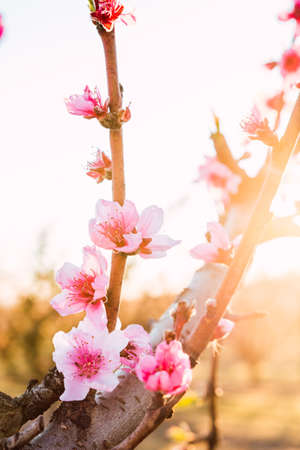 Cherry blossom in spring time fading in to sun light. Dreamy pink blossoms. Blossom in full bloom. Close Up view. Peach tree in spring with pink flowers and warm natural light.の写真素材