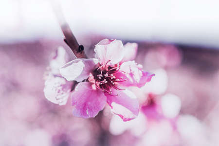 Beautiful pink cherry blossom flower in springtime fading into white light. Dreamy pink blossoms. Blossom in full bloom. Close Up view. Colorful flowering peach trees and fruit trees.の写真素材