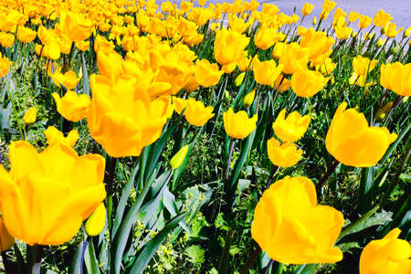 Spring meadow with a lot of yellow tulip flowers, floral background. Saturated photo of a spring field with yellow flowers. Nature concept. Arrival of good weather.の写真素材