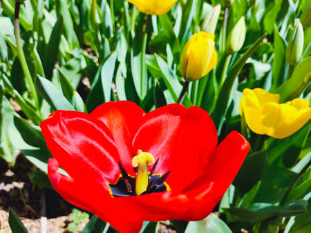 Red tulip flower, floral background. Close up view. Saturated photo of a field with flowers. Nature and spring concept. Springtime.の写真素材