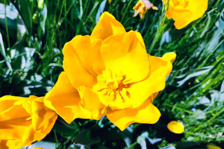 Yellow tulip flower, floral background. Close up view. Saturated photo of a field with flowers. Nature and spring concept. Arrival of good weather.の写真素材