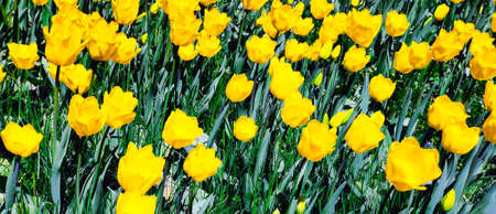 Spring meadow with a lot of yellow tulip flowers, floral background. Saturated photo of a spring field with yellow flowers. Nature concept. Arrival of good weather.の写真素材