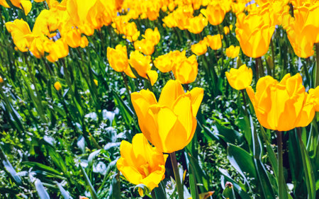 Yellow tulip flower, floral background. Close up view. Saturated photo of a field with flowers. Nature and spring concept. Arrival of good weather.の写真素材