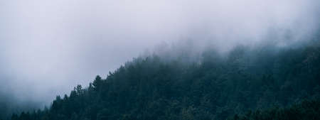 Panoramic view of misty foggy mountain landscape with fir forest trees and copyspace in gloomy...