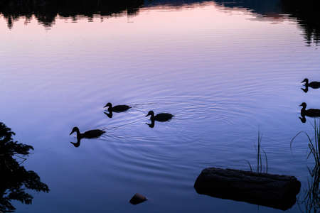 Silhouette of some ducks at a beautiful sunrise or sunset on an alpine lake. Concept of vacations, summer, relaxation and disconnection in nature. Wilderness.の写真素材