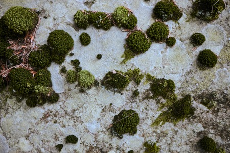 Various colors of lichen and moss on stone backgroundの写真素材
