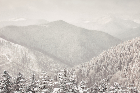 Beautiful winter Carpathian mountains Majestic winter treetの写真素材