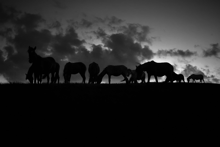 Beautiful silhouette of the horse in black and whiteの写真素材