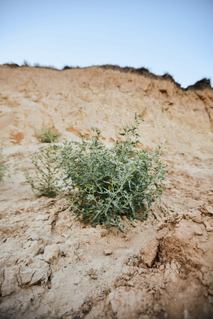Beautiful green bush in the middle of a textured yellow sand duneの写真素材