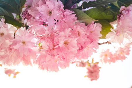 Blooming pink sacura tree in springの写真素材