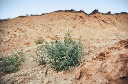 Beautiful green bush in the middle of a textured yellow sand duneの写真素材