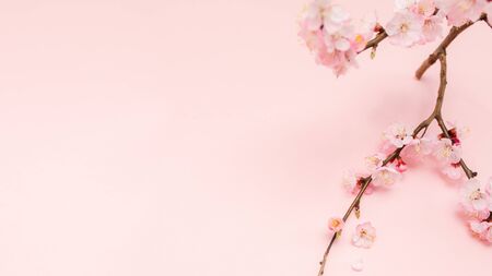 Spring blossoms blooming isolated on pink background, close up copy space, flowers tree branch blooming. Pastel pink background, bloom delicate flowers. Springtime concept.の写真素材