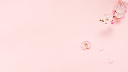 Spring border background with beautiful pink flowering branch. Pastel pink background, bloom delicate flowers. Springtime concept. Beautiful fresh cherry blossom branch on pink background.の写真素材