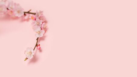 Spring border background with beautiful pink flowering branch. Pastel pink background, bloom delicate flowers. Springtime concept. Beautiful fresh cherry blossom branch on pink background.の写真素材