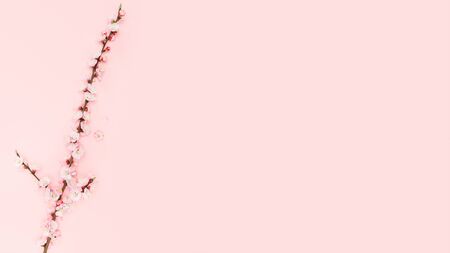 Spring border background with beautiful pink flowering branch. Pastel pink background, bloom delicate flowers. Springtime concept. Beautiful fresh cherry blossom branch on pink background.の写真素材