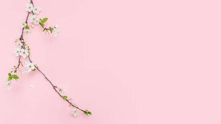 Cherry branch with white blooming flowers. Tender photo with a branch of blooming cherry with white flowers and green leaves on a pink background. Place for text or logo. Flat lay. Spring time.の写真素材